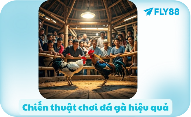 Chiến thuật chơi đá gà hiệu quả