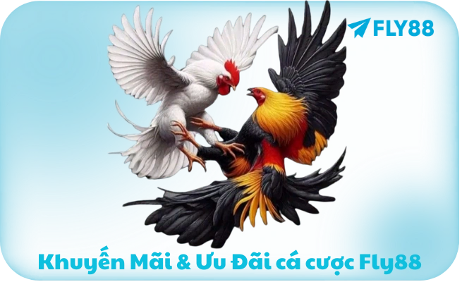 Khuyến Mãi Đá Gà FLY88